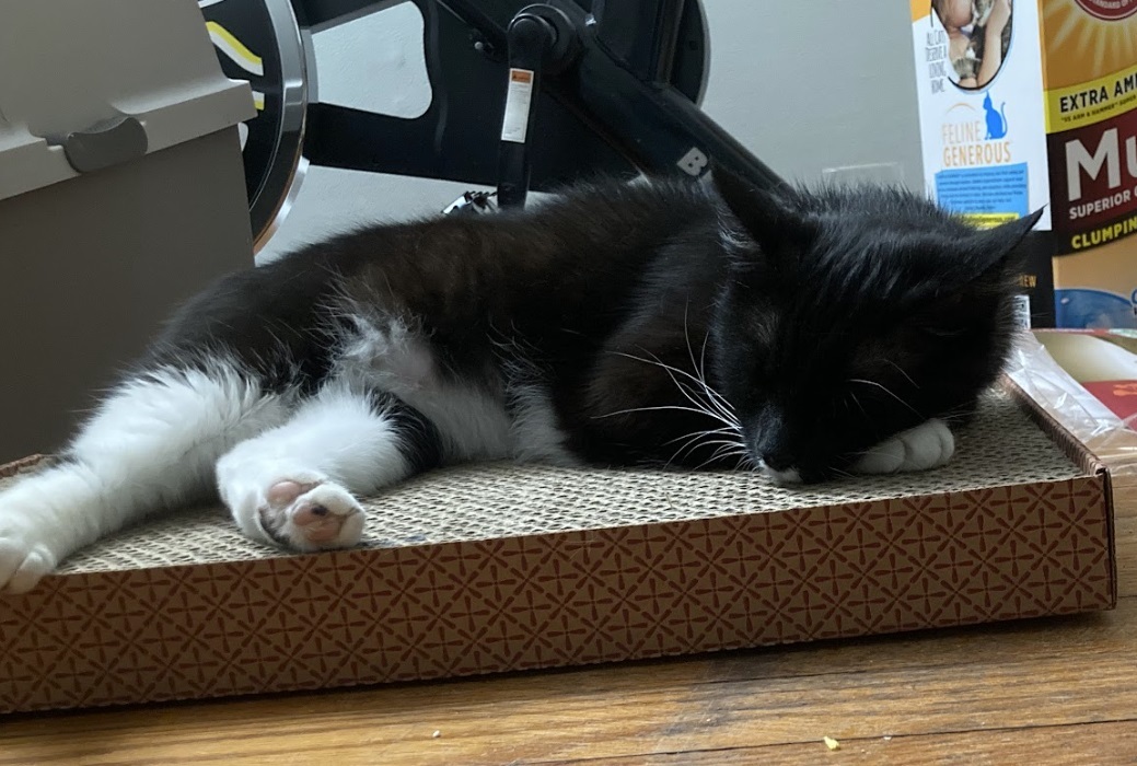 Missy, a Adoptable Domestic Short Hair in Philadelphia, PA image 3/18