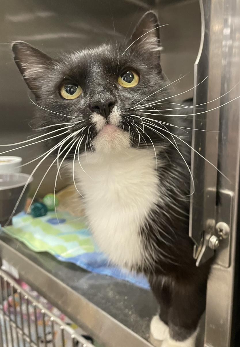 Missy, a Adoptable Domestic Short Hair in Philadelphia, PA image 4/18