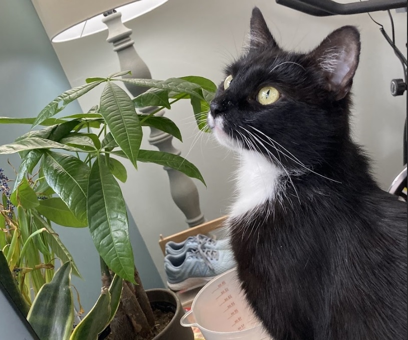 Missy, a Adoptable Domestic Short Hair in Philadelphia, PA image 5/18