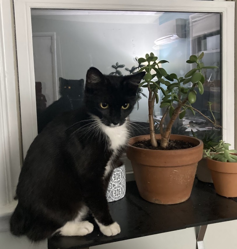 Missy, a Adoptable Domestic Short Hair in Philadelphia, PA image 6/18