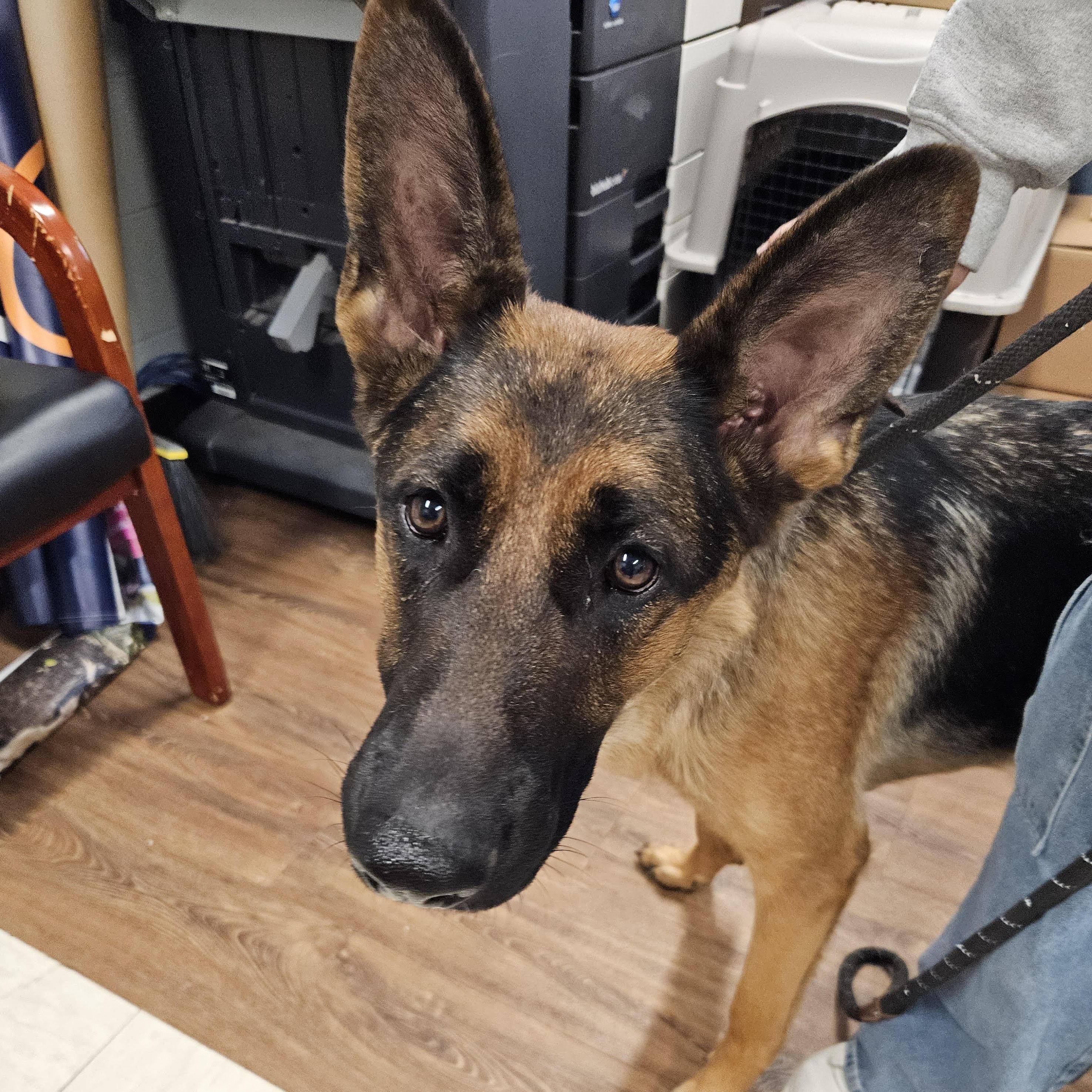 Maple, Adoptable, Young Female German Shepherd Dog.