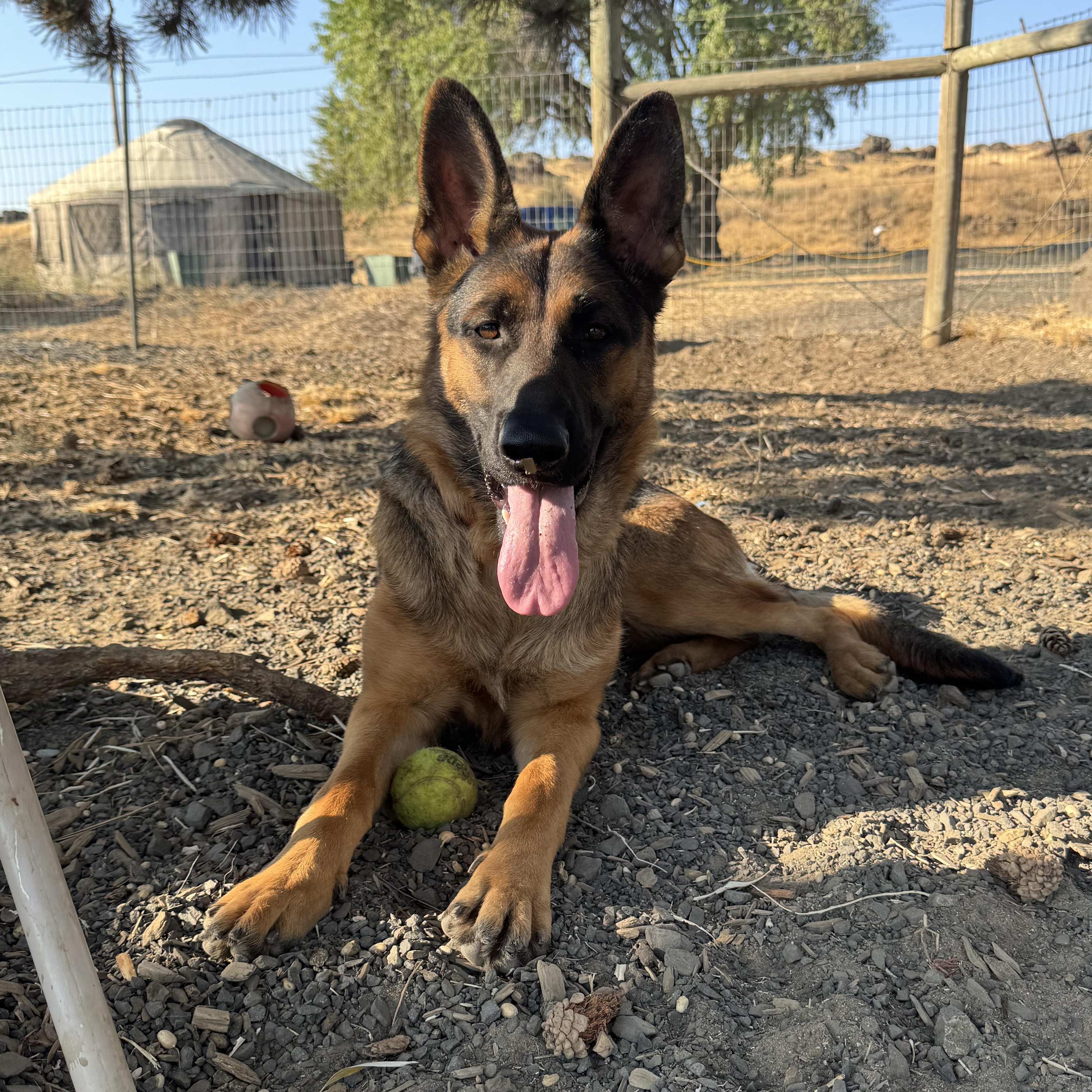 Maple, a Adoptable German Shepherd Dog in The Dalles, OR image 1/5