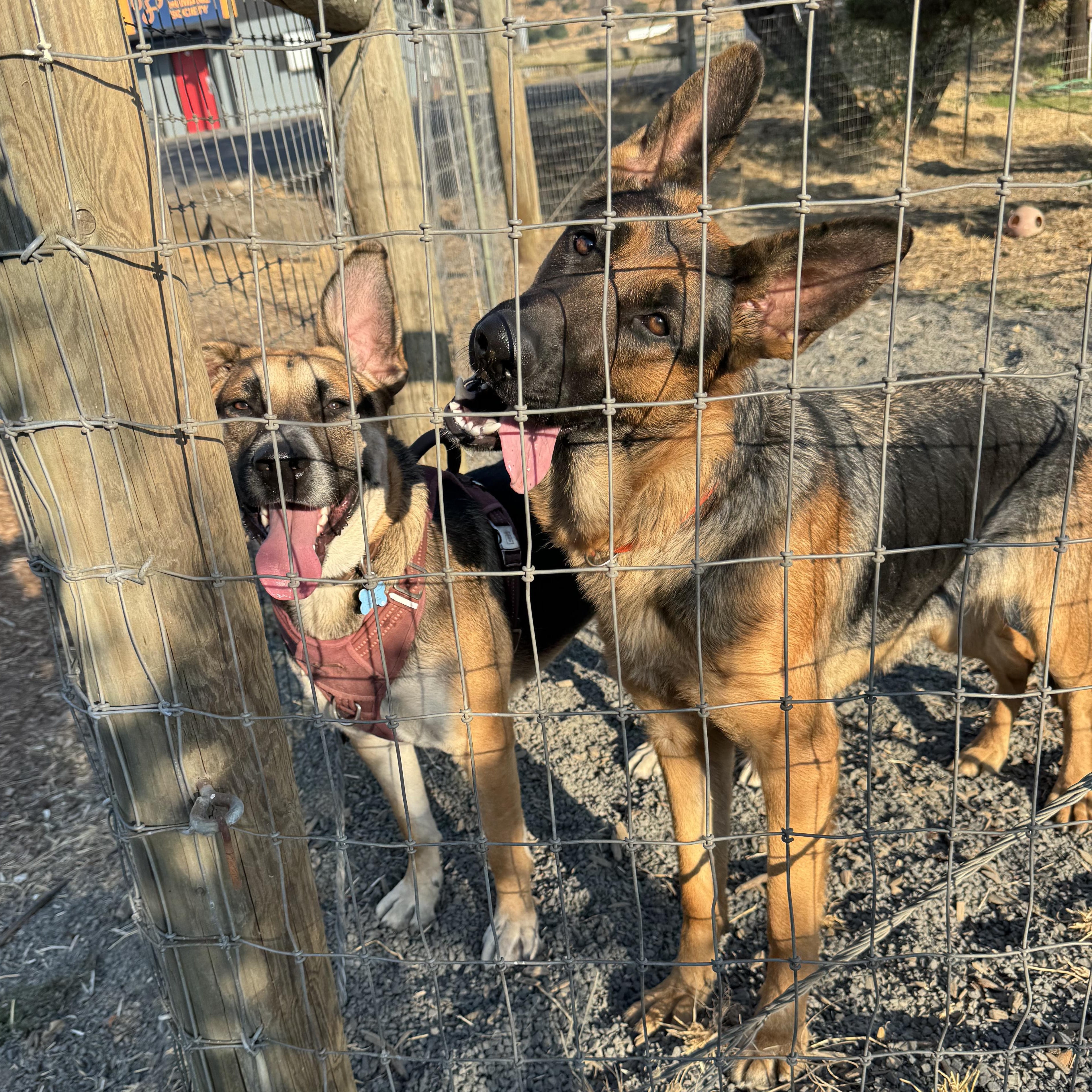 Maple, a Adoptable German Shepherd Dog in The Dalles, OR image 4/5
