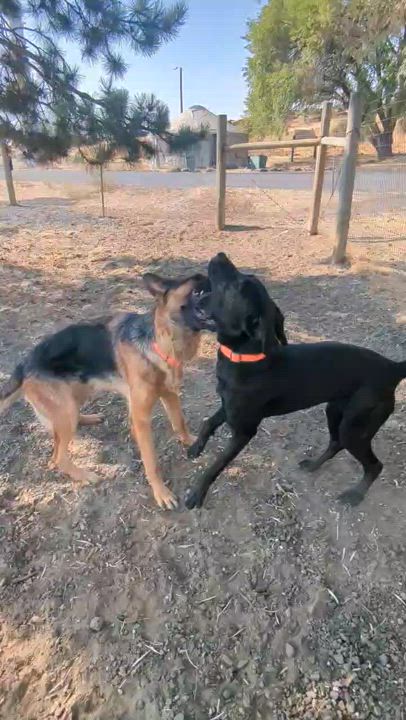 Enlarge Maple, a Adoptable German Shepherd Dog in The Dalles, OR video 3/5