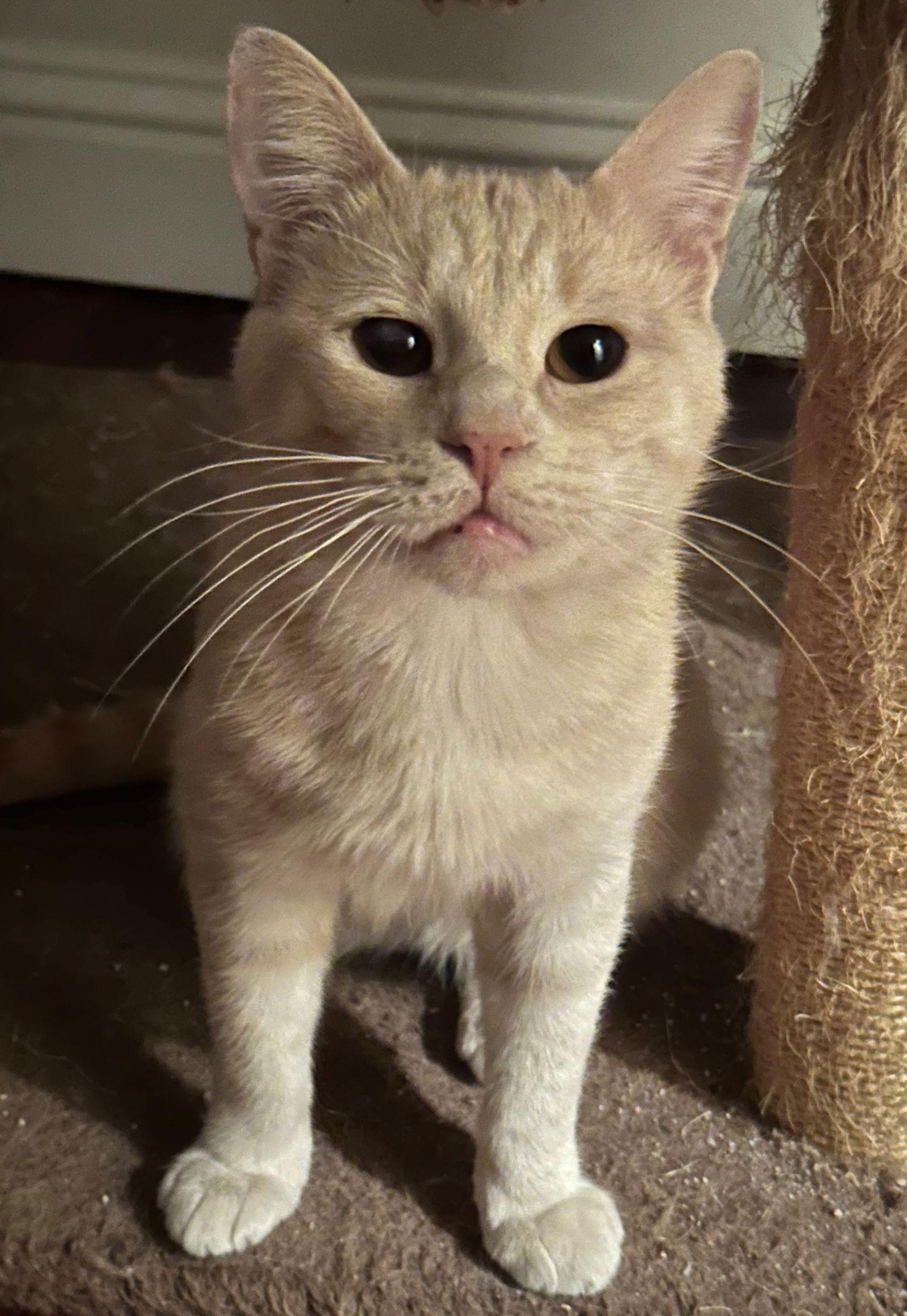 Mutt & Jeff, Adopted, Adult Male Tabby & Tiger.