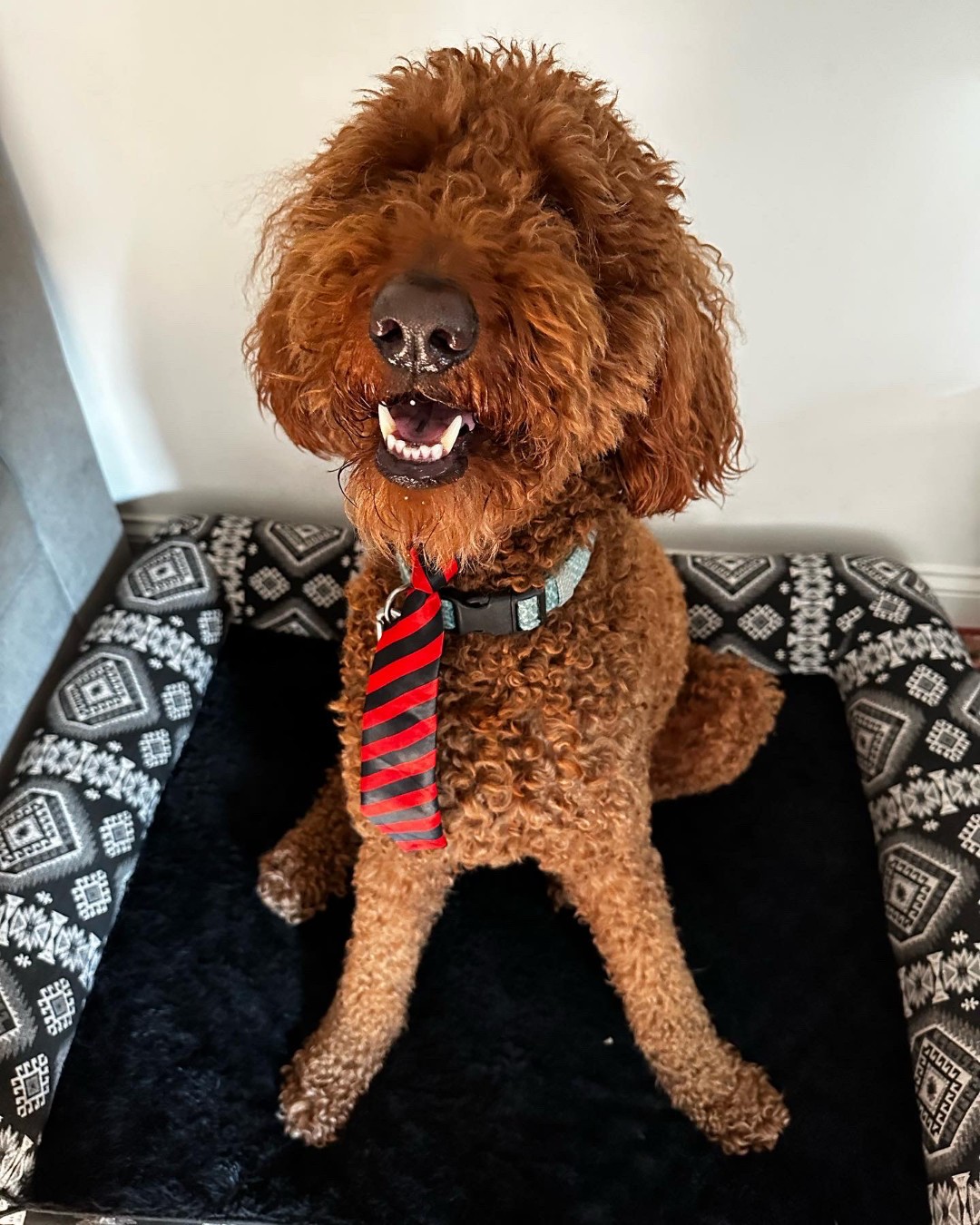 Enlarge Bowie, an adopted Goldendoodle in Lake Orion, MI image 2/6