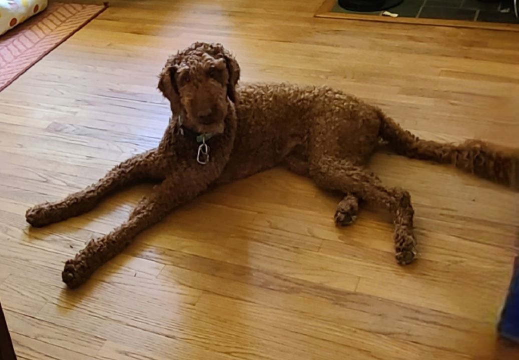 Enlarge Bowie, an adopted Goldendoodle in Lake Orion, MI image 3/6
