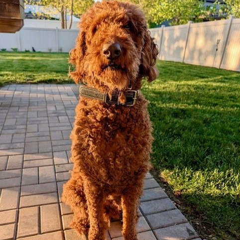 Enlarge Bowie, an adopted Goldendoodle in Lake Orion, MI image 1/6