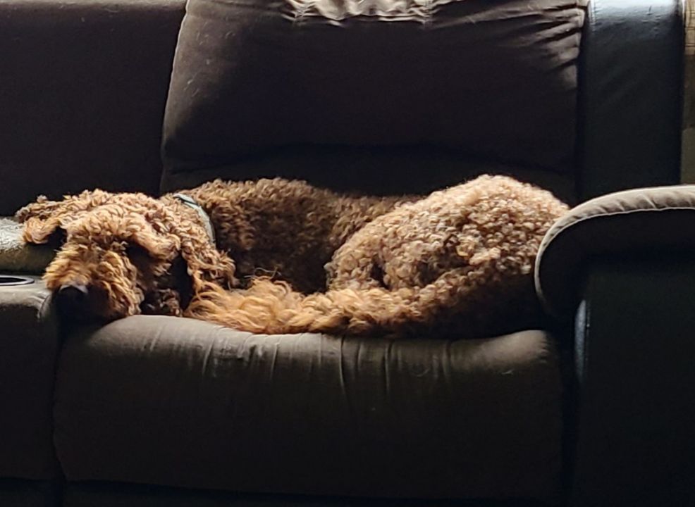 Enlarge Bowie, an adopted Goldendoodle in Lake Orion, MI image 4/6