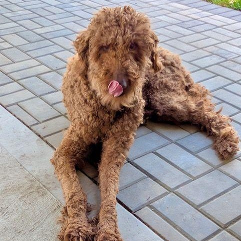 Enlarge Bowie, an adopted Goldendoodle in Lake Orion, MI image 6/6