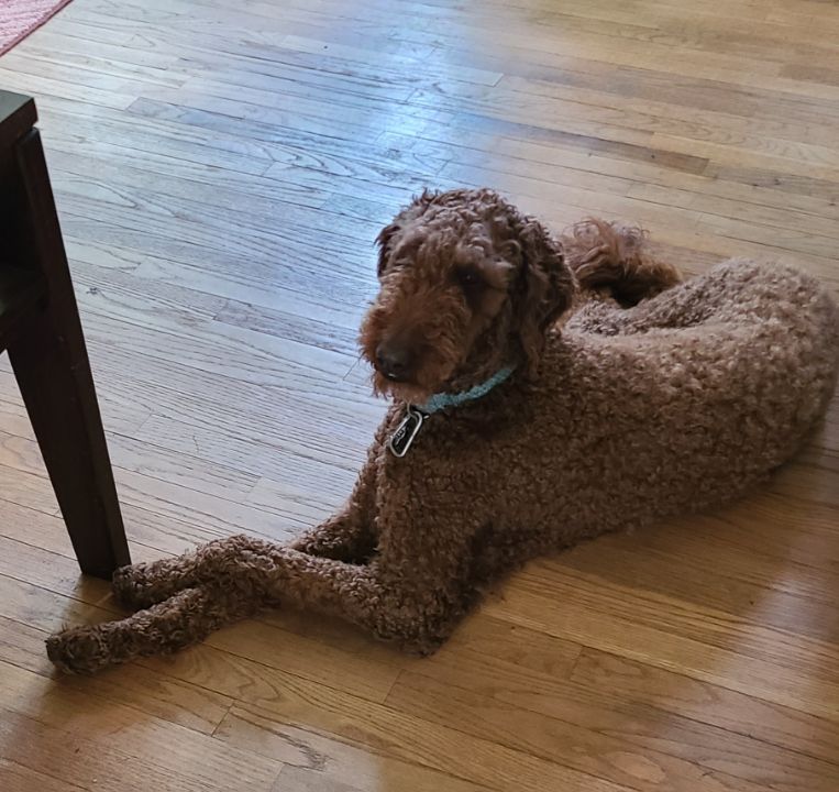 Enlarge Bowie, an adopted Goldendoodle in Lake Orion, MI image 5/6