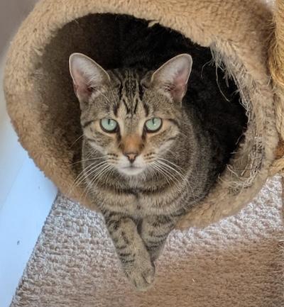 Mouse — thumbnail 2