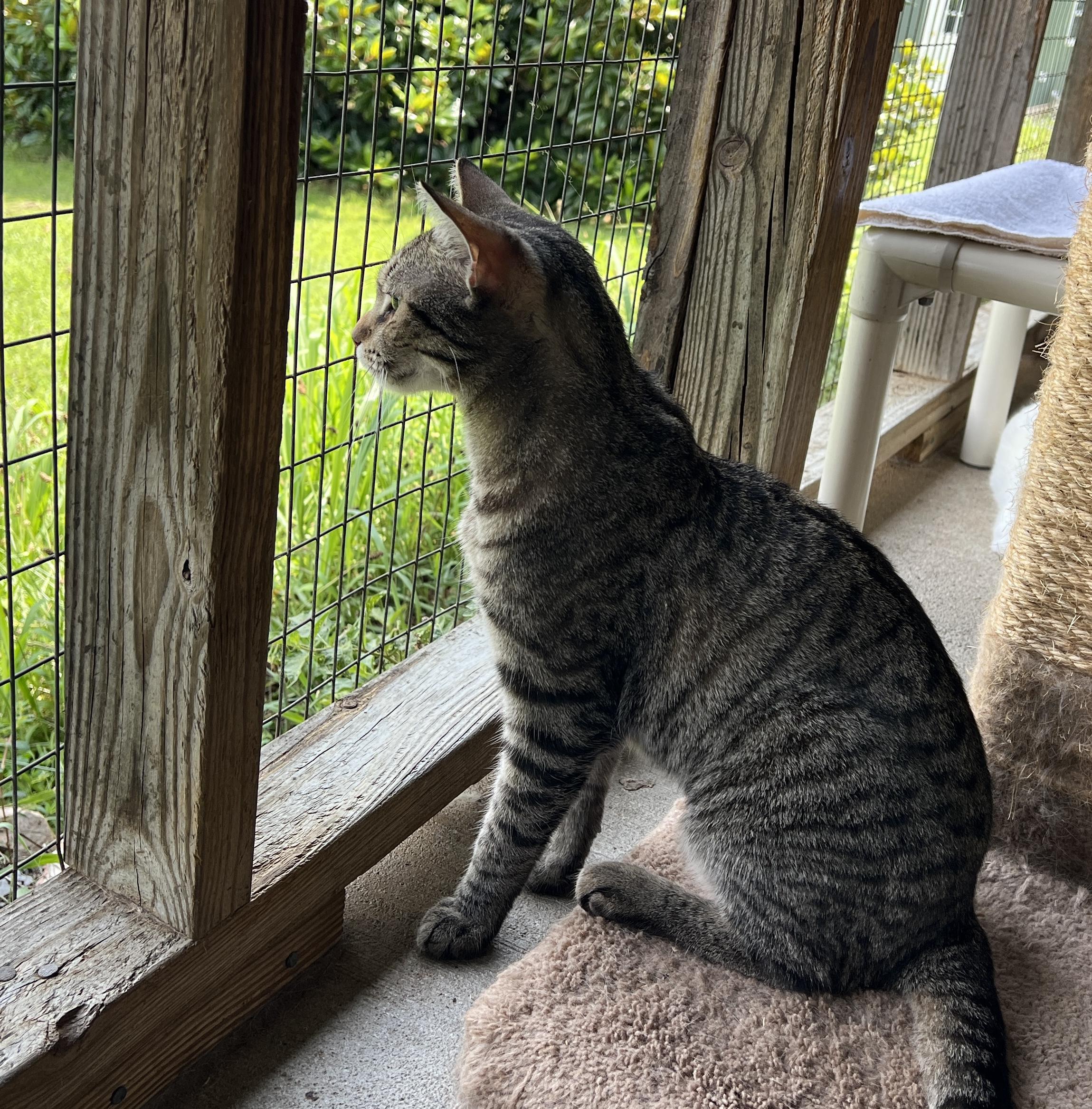 Mouse — thumbnail 3