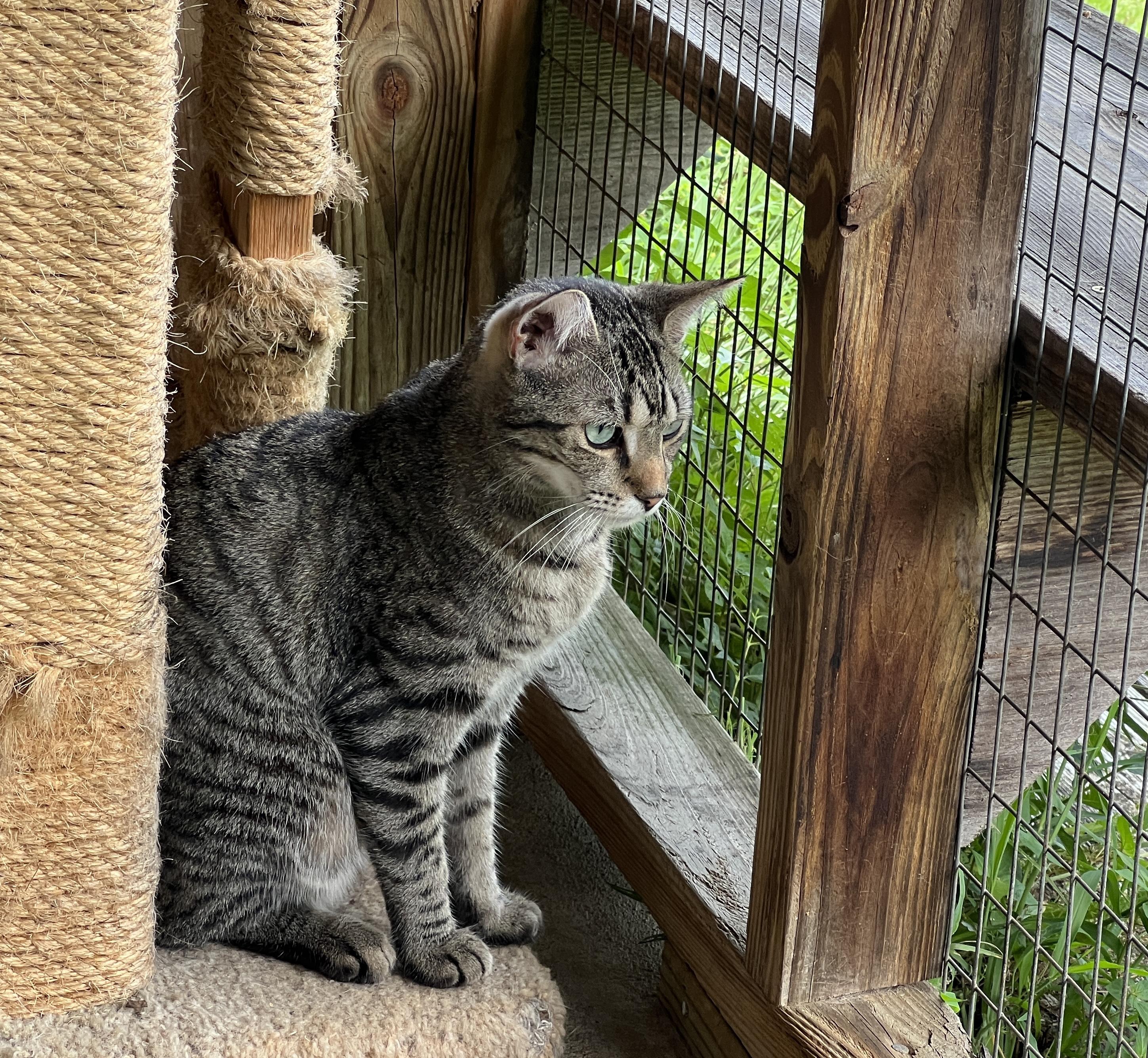 Mouse — thumbnail 4