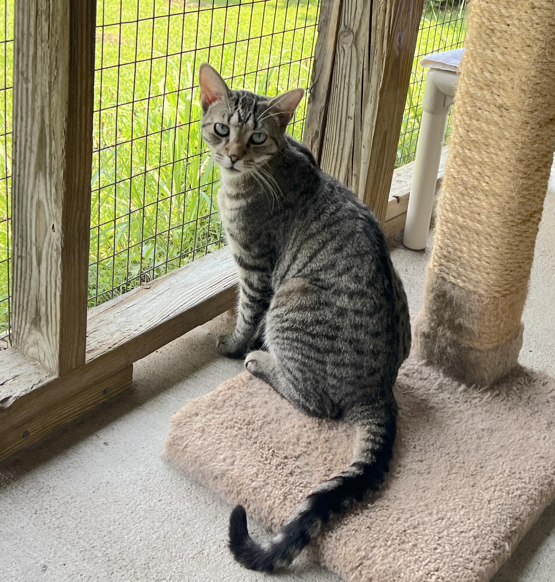 Mouse — thumbnail 5