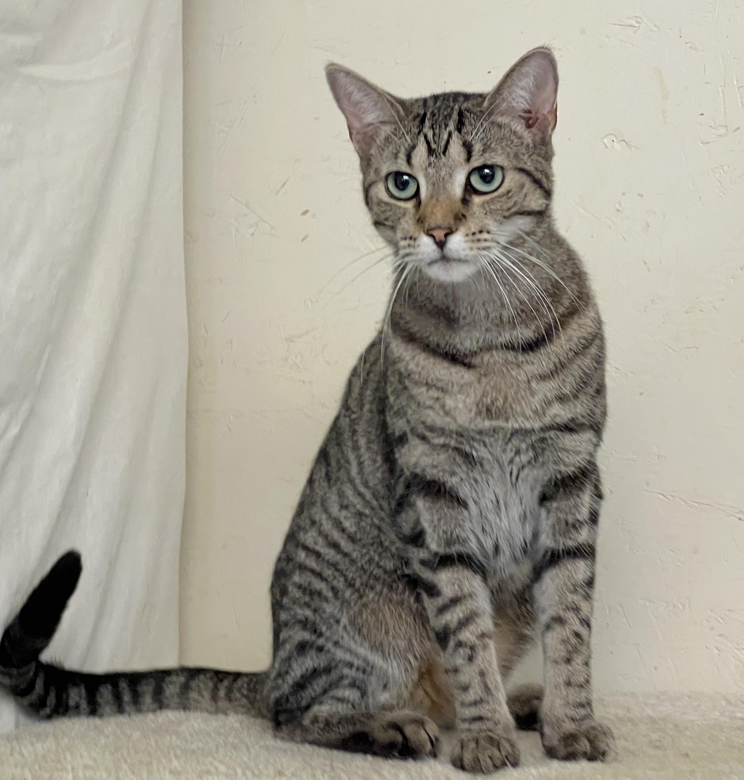 Mouse — thumbnail 6