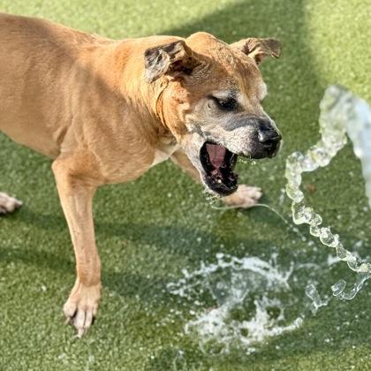 Roman, Adoptable, Adult Male Mixed Breed & Mixed Breed.