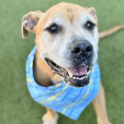 Enlarge Roman, a Adoptable mixed breed in Largo, FL image 1/4