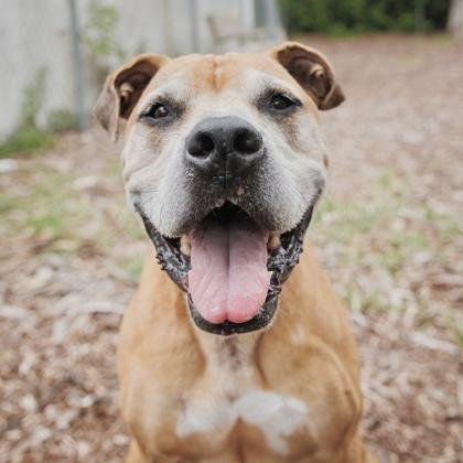 Roman, a Adoptable mixed breed in Largo, FL image 2/3