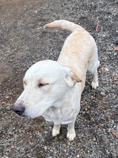 Enlarge Buddy, a ADOPTABLE mixed breed in Pasco, WA image 2/6