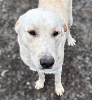 Enlarge Buddy, a ADOPTABLE mixed breed in Pasco, WA image 1/6