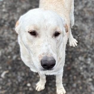 Buddy, a ADOPTABLE mixed breed in Pasco, WA image 1/6