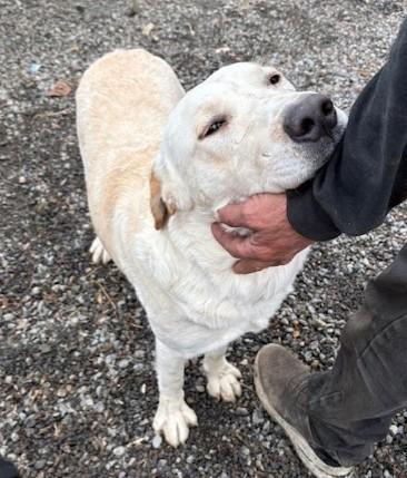 Enlarge Buddy, a ADOPTABLE mixed breed in Pasco, WA image 4/6