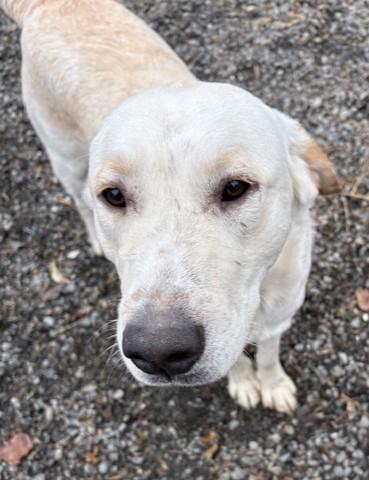 Enlarge Buddy, a ADOPTABLE mixed breed in Pasco, WA image 5/6
