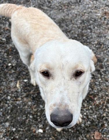 Enlarge Buddy, a ADOPTABLE mixed breed in Pasco, WA image 3/6