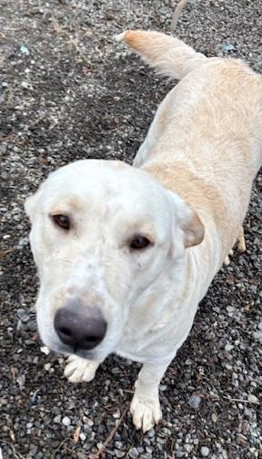 Enlarge Buddy, a ADOPTABLE mixed breed in Pasco, WA image 6/6