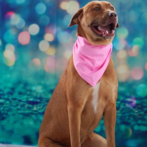 Rosie Posie JuM, an adoptable Shepherd, Mixed Breed in Seattle, WA, 98106 | Photo Image 6