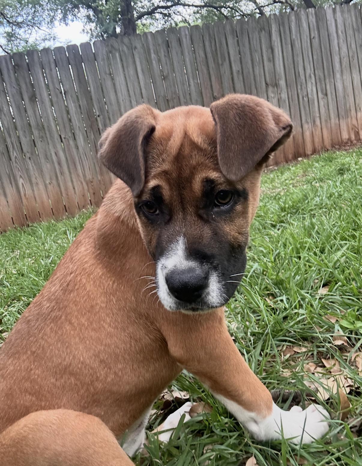 Enlarge Reese, a ADOPTABLE mixed breed in Austin, TX image 4/6