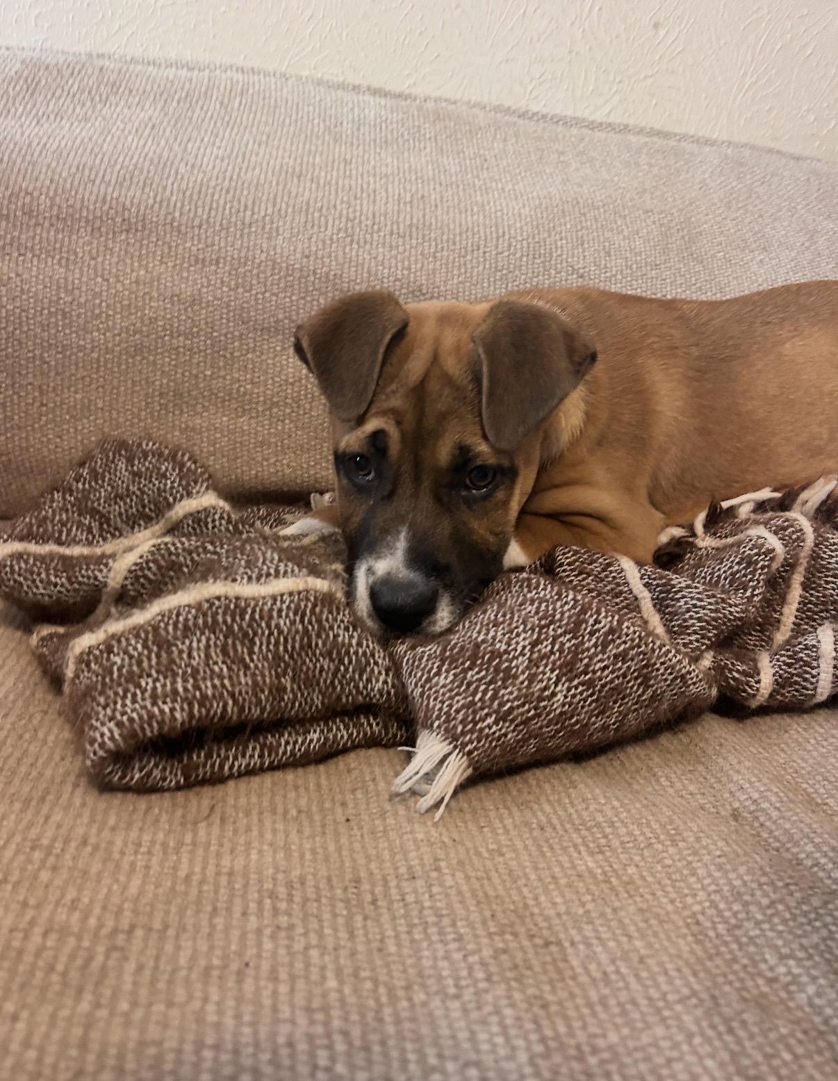 Enlarge Reese, a ADOPTABLE mixed breed in Austin, TX image 2/6