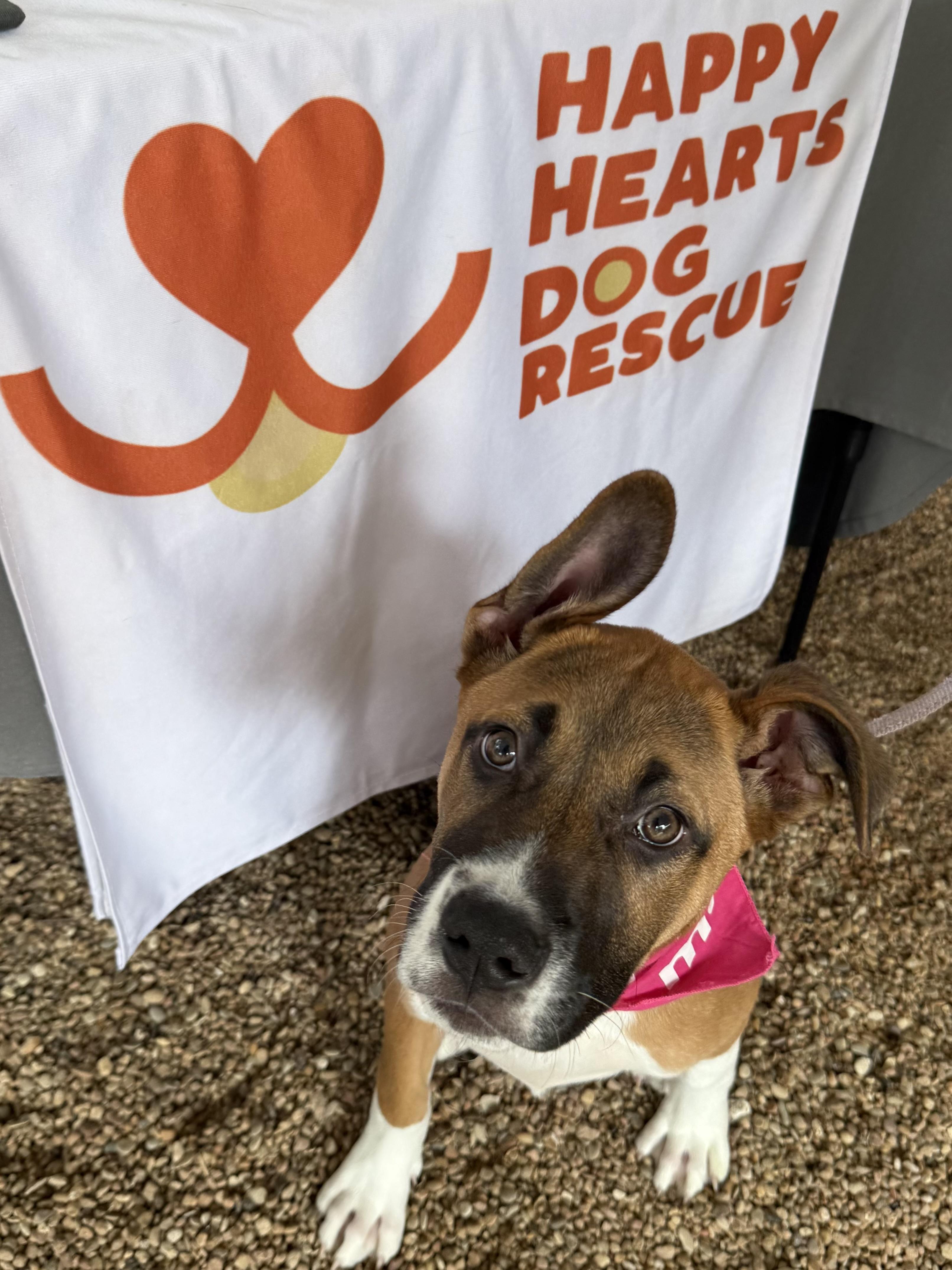 Reese, a ADOPTABLE mixed breed in Austin, TX image 1/6
