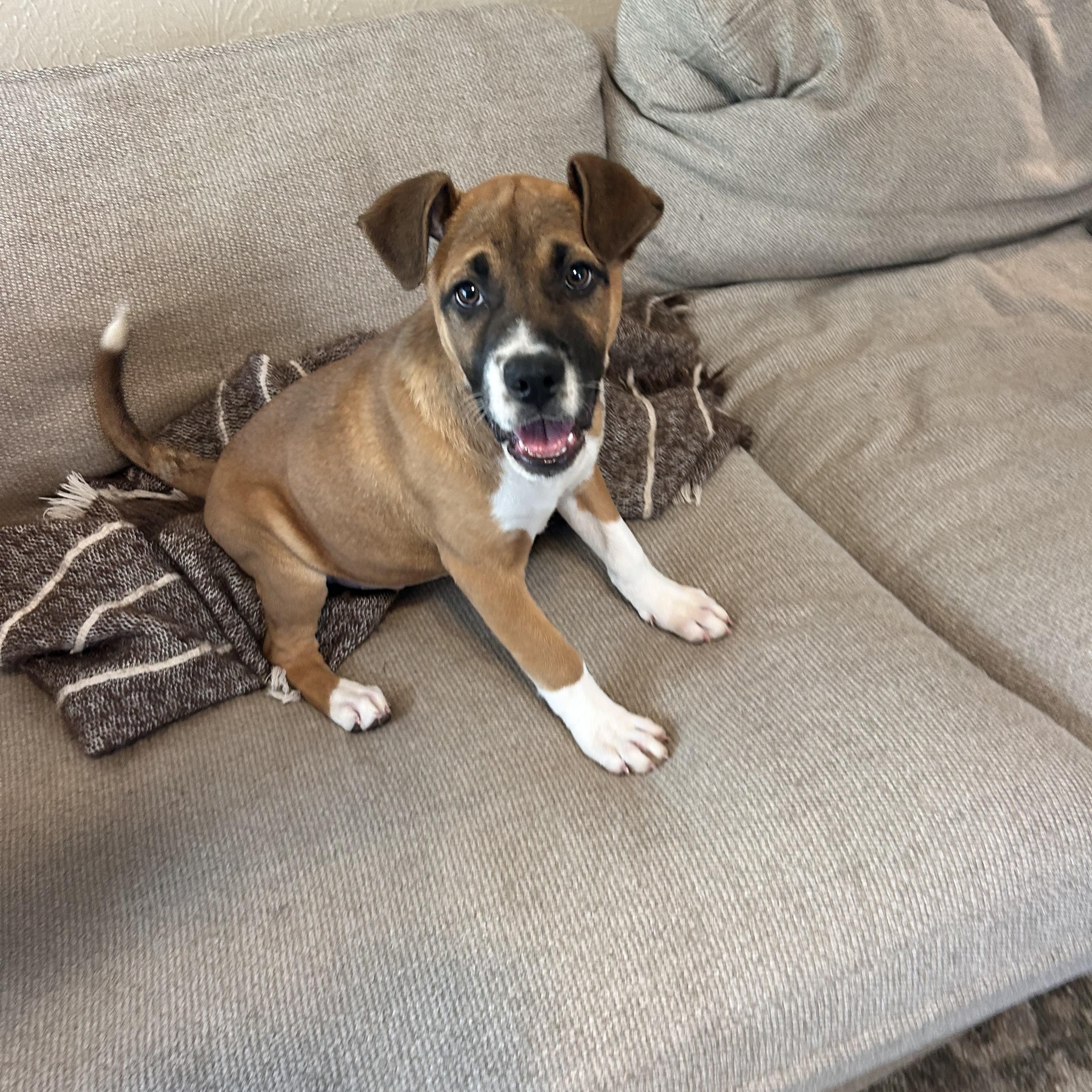 Enlarge Reese, a ADOPTABLE mixed breed in Austin, TX image 5/6