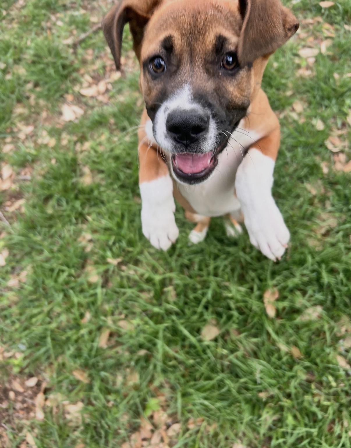 Enlarge Reese, a ADOPTABLE mixed breed in Austin, TX image 3/6