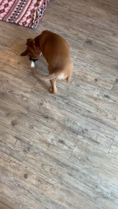 Enlarge Reese, a ADOPTABLE mixed breed in Austin, TX video 6/6