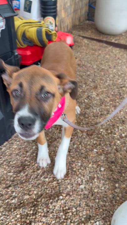 Enlarge Reese, a ADOPTABLE mixed breed in Austin, TX video 6/6