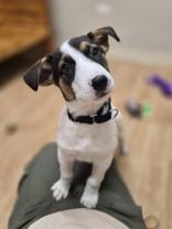 Zeke, ADOPTABLE, Puppy Male Mixed Breed.