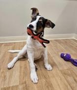 Zeke, ADOPTABLE, Puppy Male Mixed Breed.