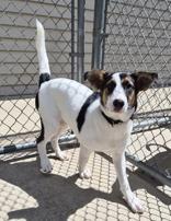 Zeke, a ADOPTABLE Mixed Breed in Woodstock, IL image 3/3