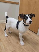 Enlarge Zeke, a ADOPTABLE Mixed Breed in Woodstock, IL image 2/3