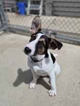 Zeke, a ADOPTABLE Mixed Breed in Woodstock, IL image 2/3