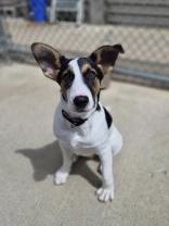 Zeke, ADOPTABLE, Puppy Male Mixed Breed.