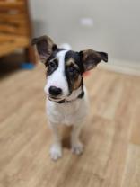 Enlarge Zeke, a ADOPTABLE Mixed Breed in Woodstock, IL image 3/3