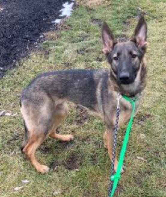 Enlarge VADA, a Adoptable German Shepherd Dog in Carroll, OH image 2/4