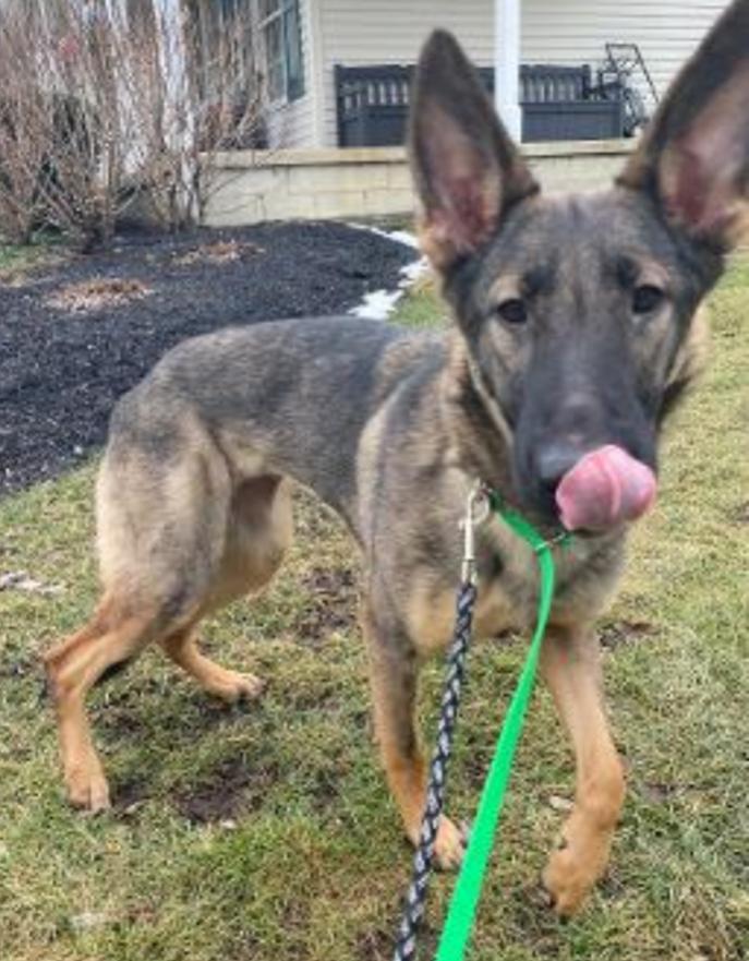 Enlarge VADA, a Adoptable German Shepherd Dog in Carroll, OH image 3/4