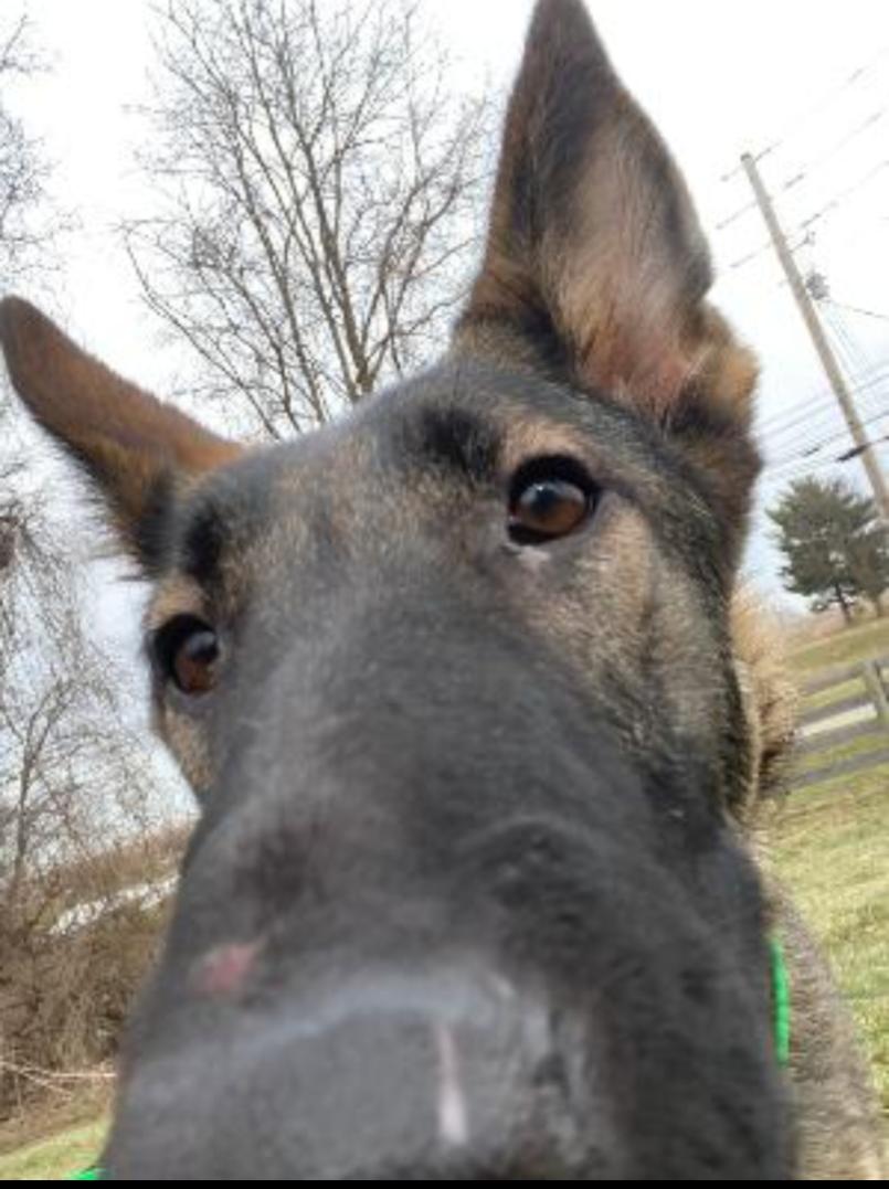 Enlarge VADA, a Adoptable German Shepherd Dog in Carroll, OH image 4/4