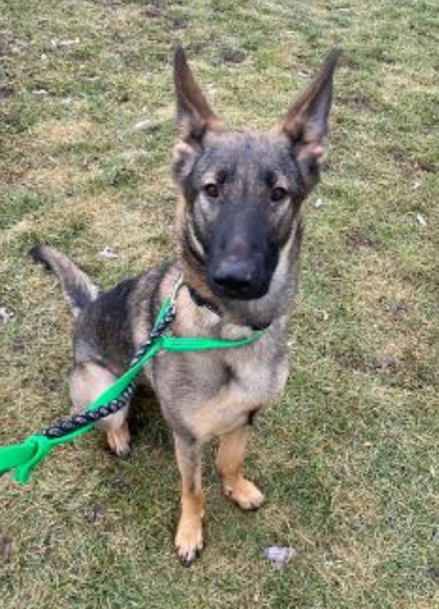 VADA, Adoptable, Young Female German Shepherd Dog.