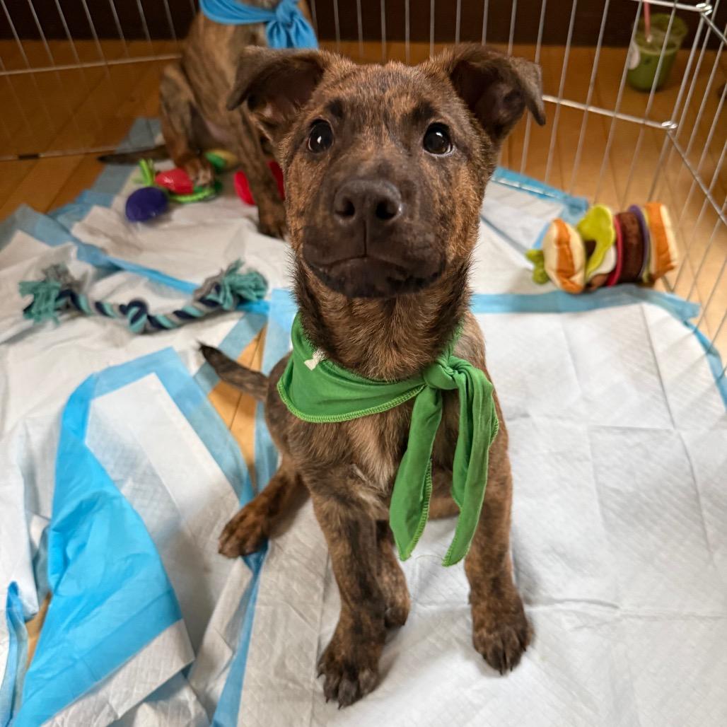 Teddy, a Adoptable Mixed Breed in Tacoma, WA image 1/6